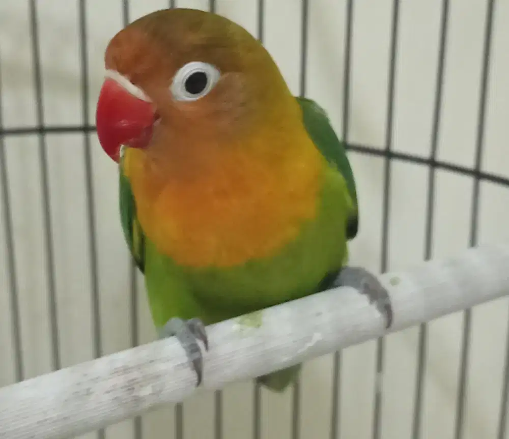 Burung Lovebird