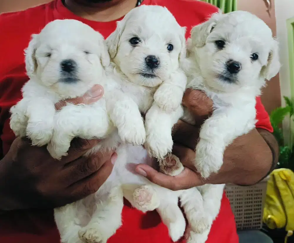 Anjing / puppies bichon frise jantan cute