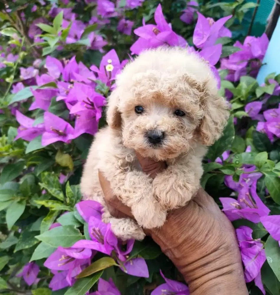 Anjing / puppies toy poodle jantan