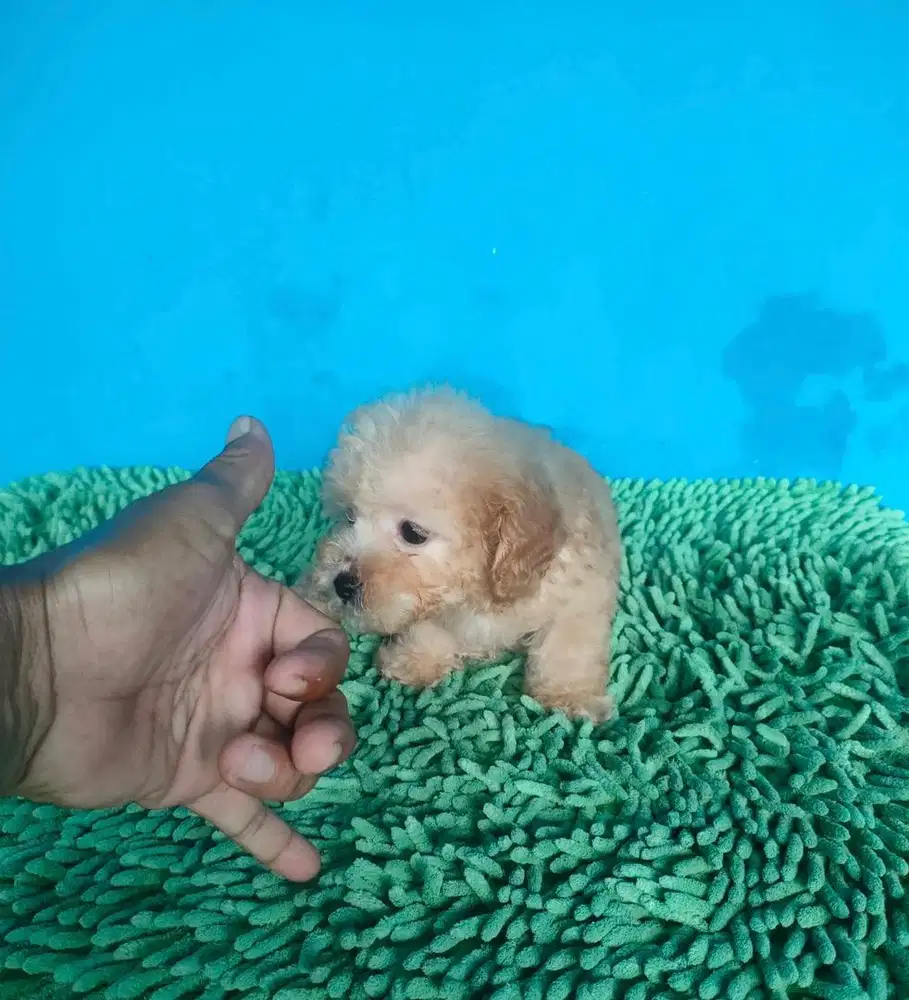 Anjing / puppies tiny poodle jantan