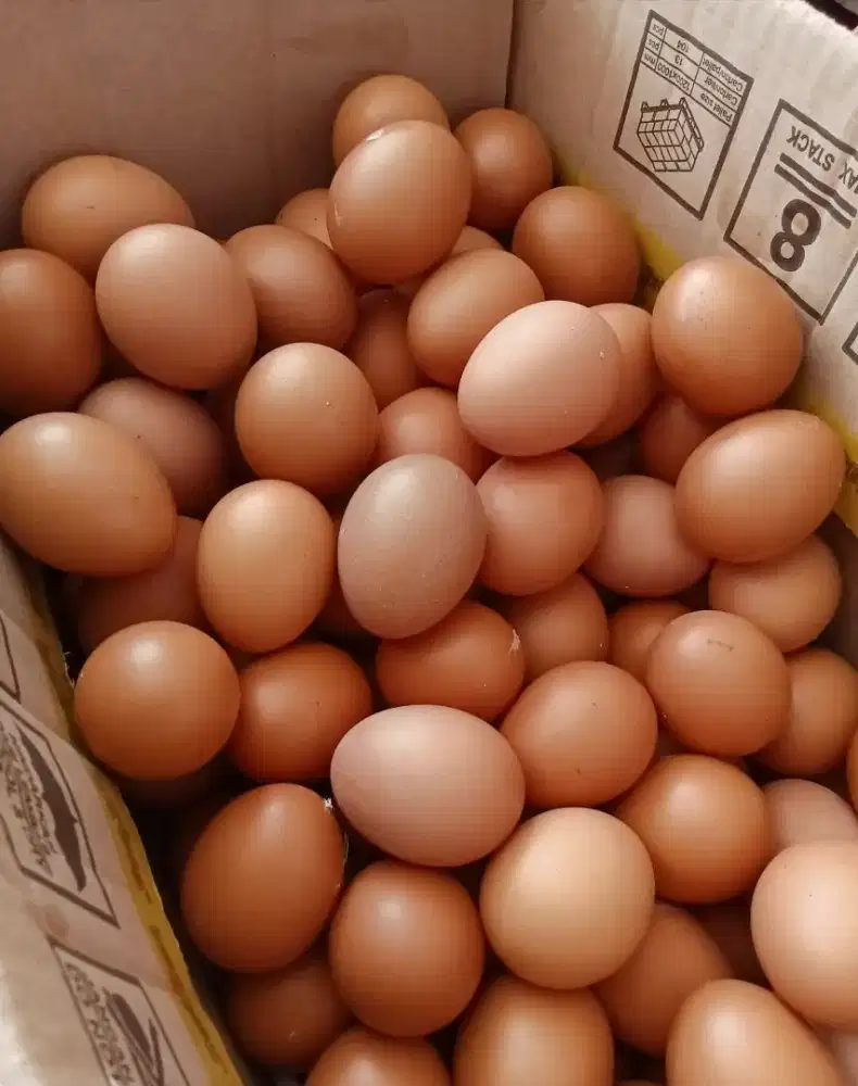 Telur Ayam Negri Harga Per Ikat