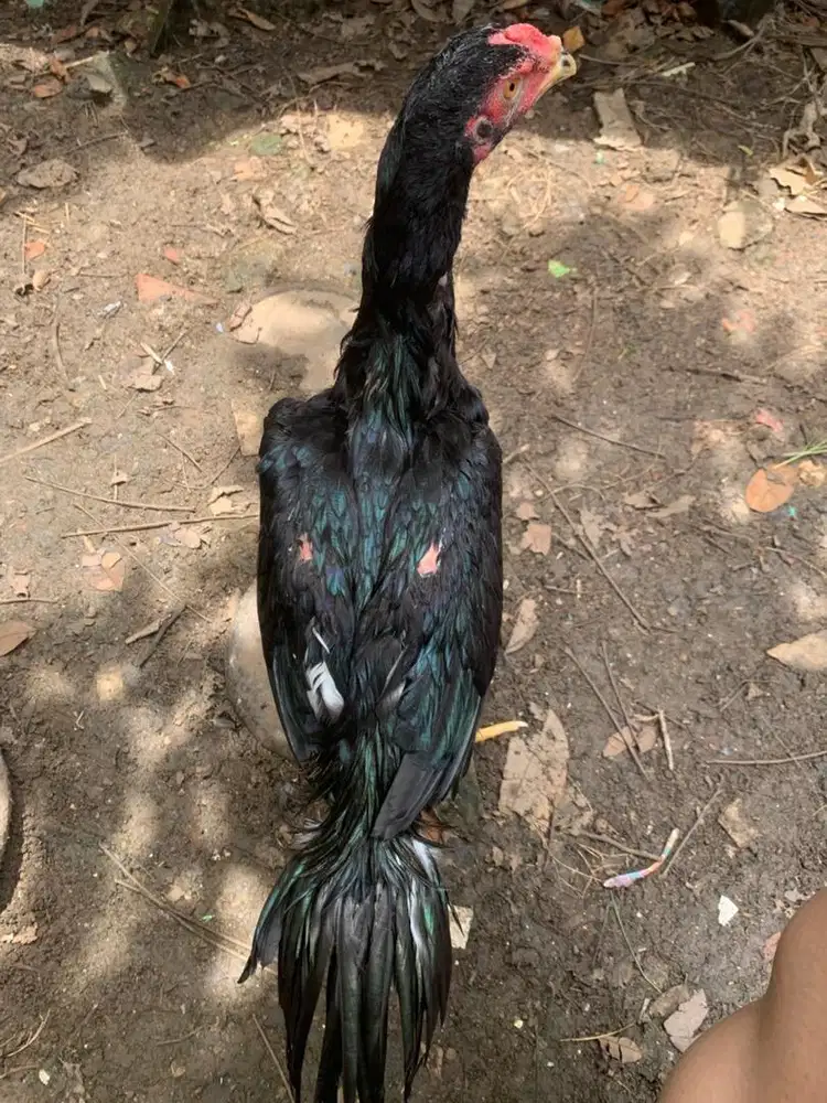 Ayam bangkok silangan ekor lidi