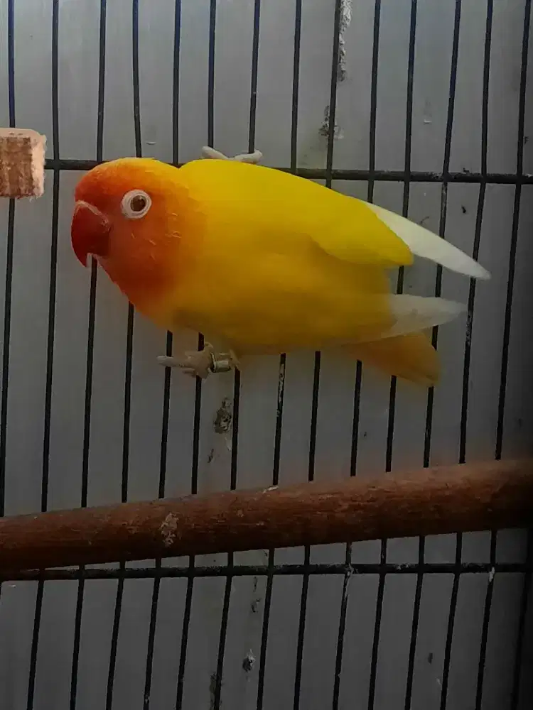 Lovebird Lutino Mata Merah bagus