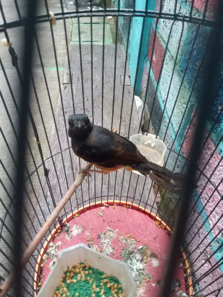 Murai Trotol Prediksi Jantan