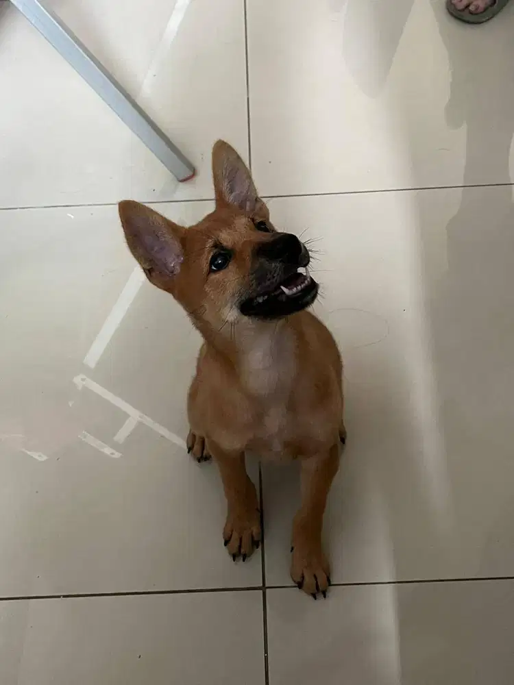 Dijual Half Breed Shiba Inu