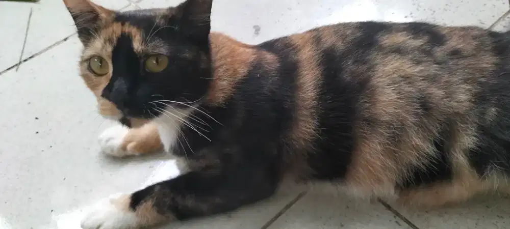 Kucing cw  blasteran gemuk