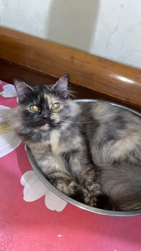 Lepas adopt kucing persia