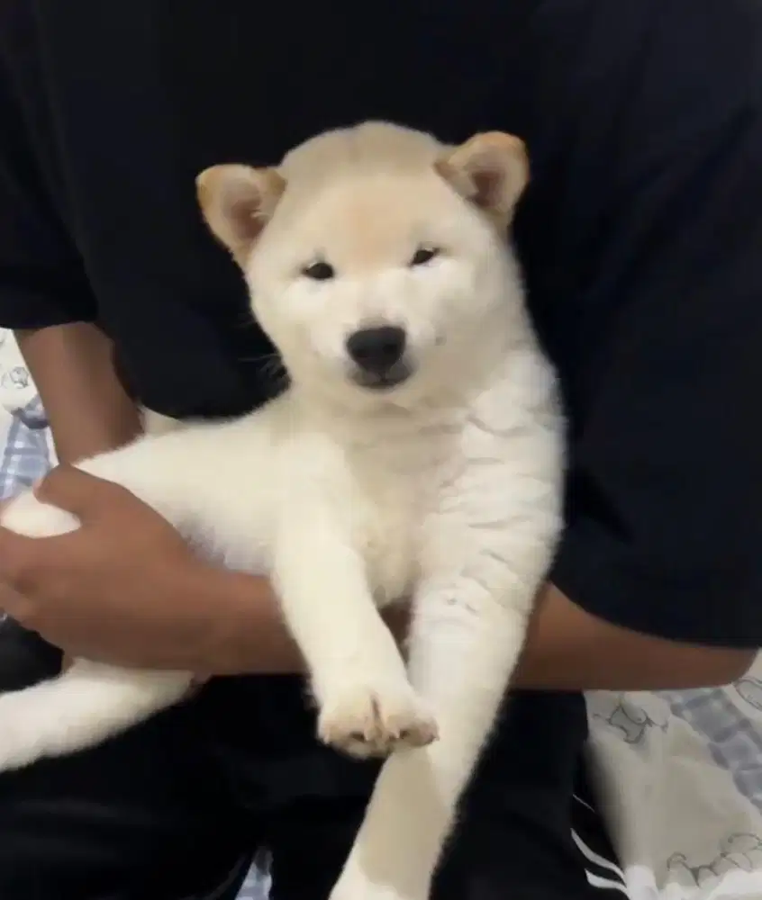Shiba Inu Puppies