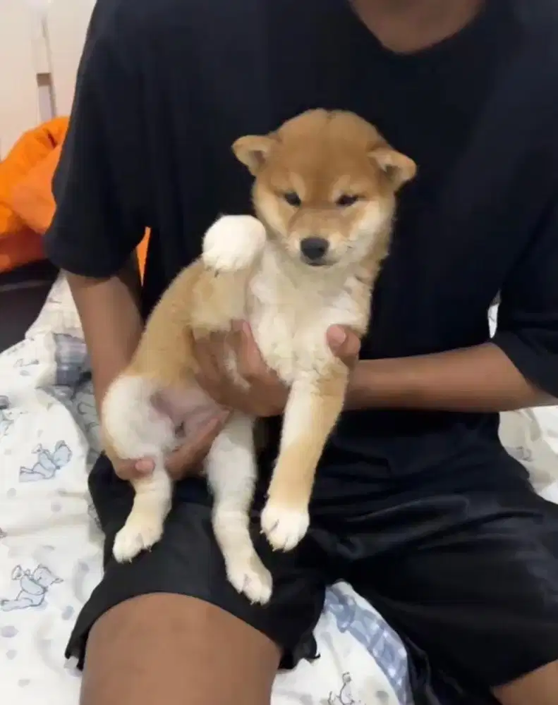 Shiba Inu Red Puppy - Female