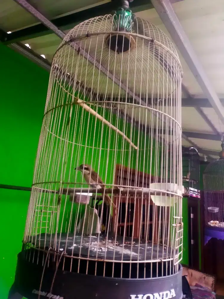 Pentet nyemot rawatan