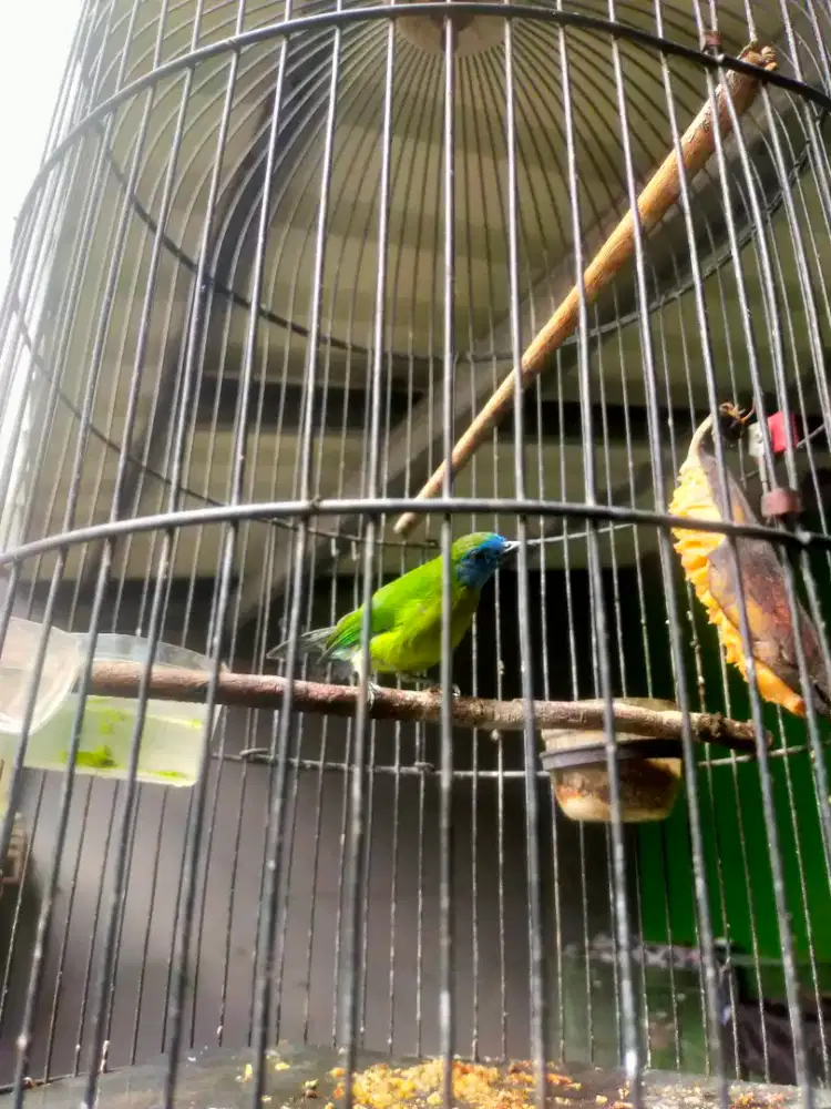 Kinoy beti rawatan untuk masteran