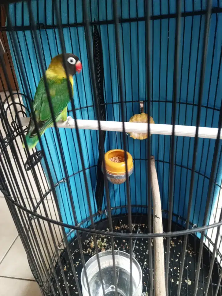 Lovebird dakocan pasjo