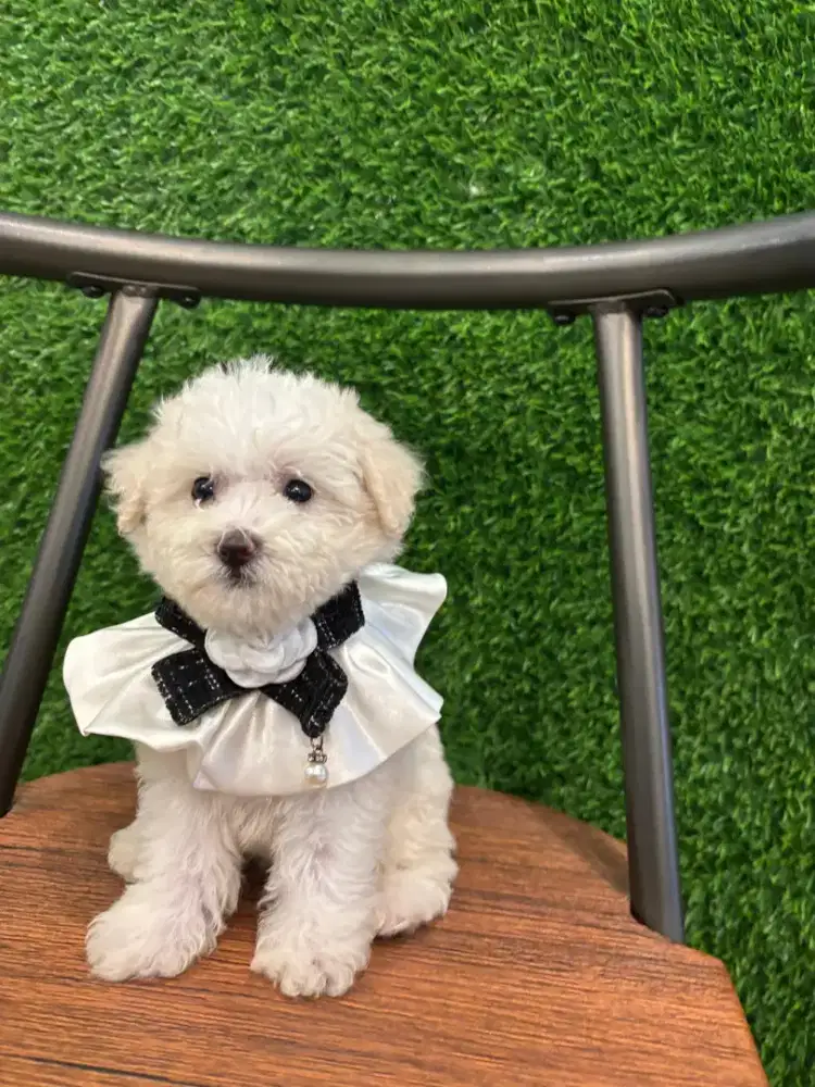 Ready Poodle mix Bichon (Poochon)