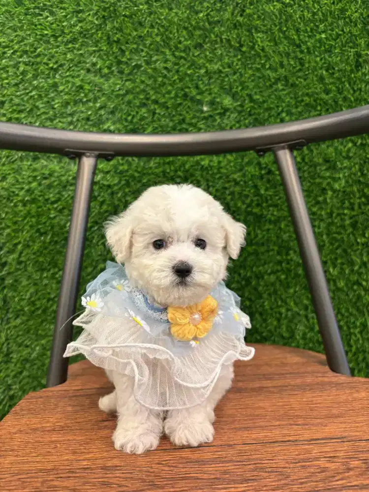 Ready Poodle mix Bichon (Poochon)