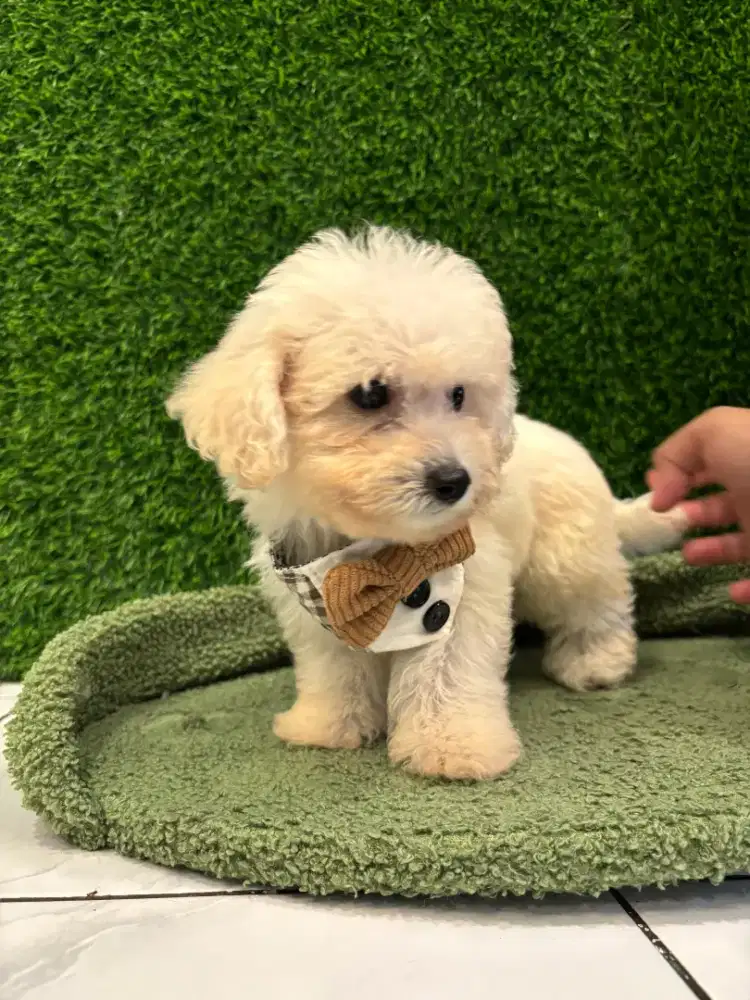 Ready Poodle mix Bichon (Poochon)