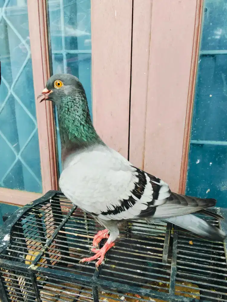 Burung dara sepasang giring keras