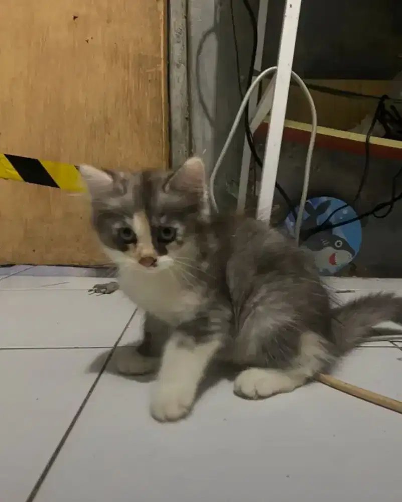 Kitten Kucing Munchkin