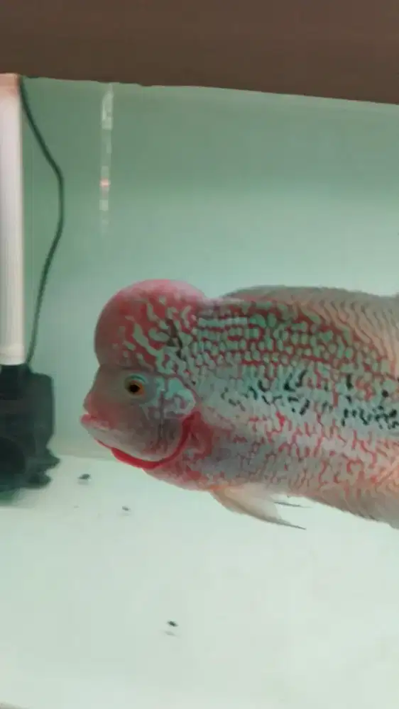 Lohan kamfa thailand