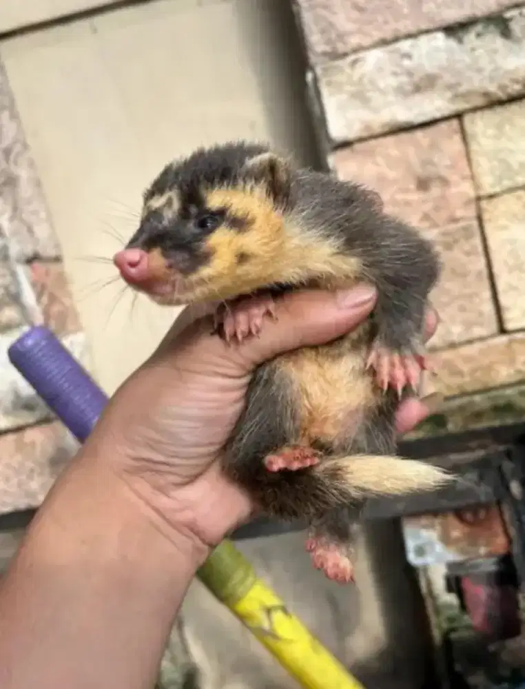 Kitten Musang Ternakkan Sendiri