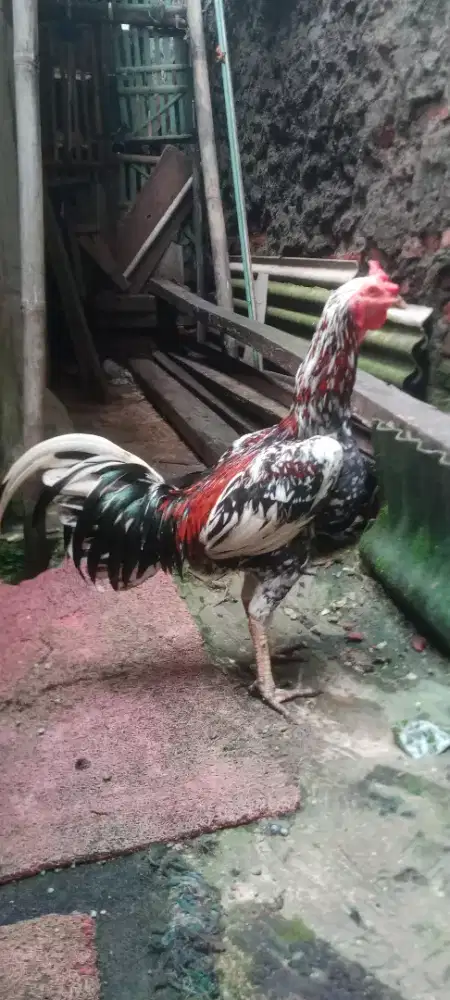 Jual cepat ayam bangkok nyali fuull