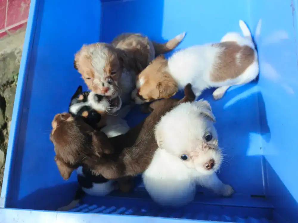 anak anjing mini pincher x cihuahua