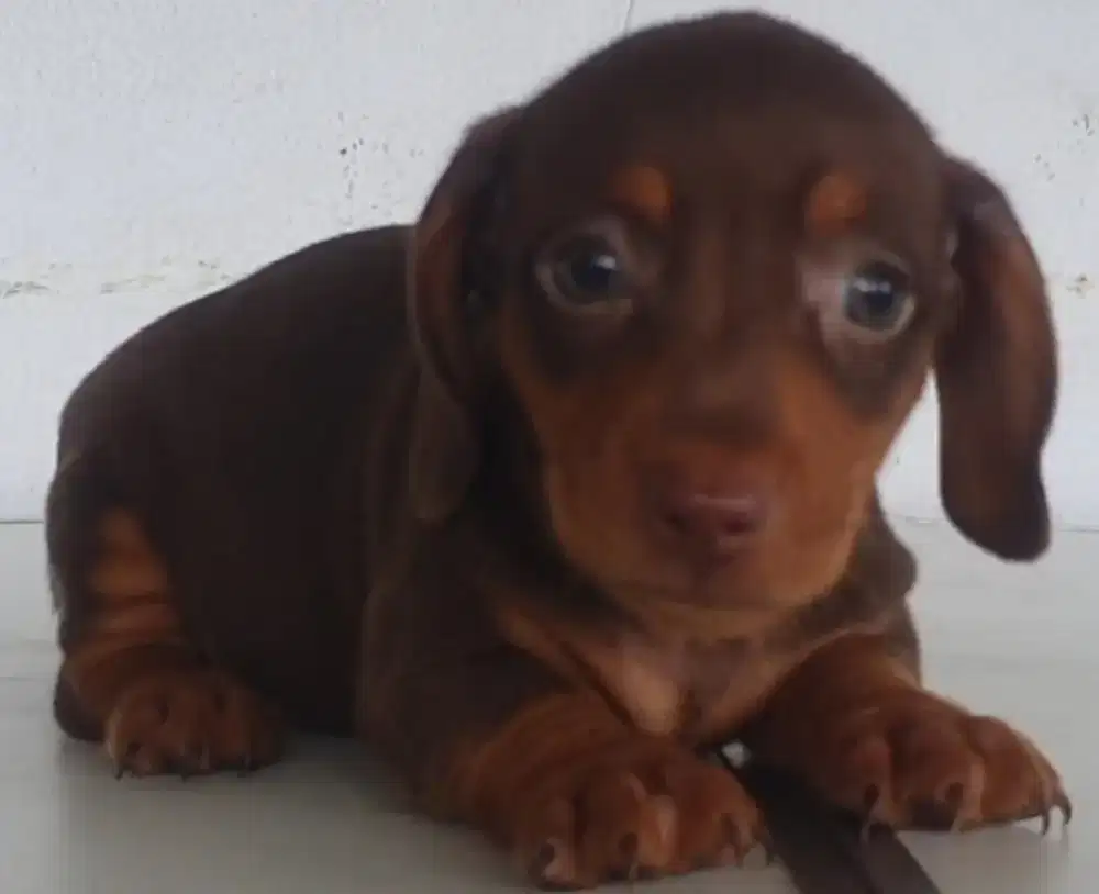 Puppy Tekel Dachshund Sosis Betina 2 Bulan