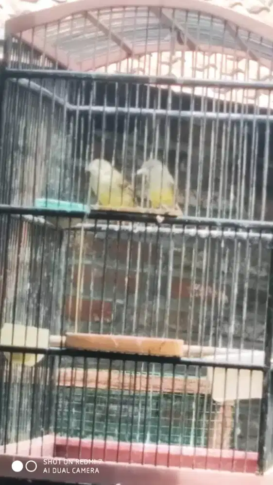 Prenjak putih cisem sepasang bunyi