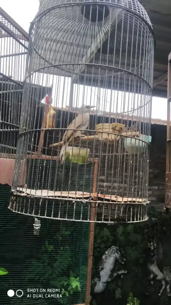 Trucuk jantan terasan