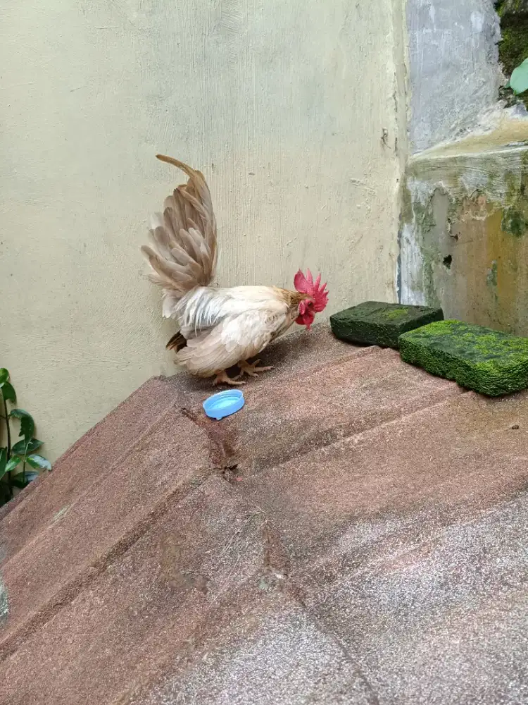 Ayam kate ori berkualitas