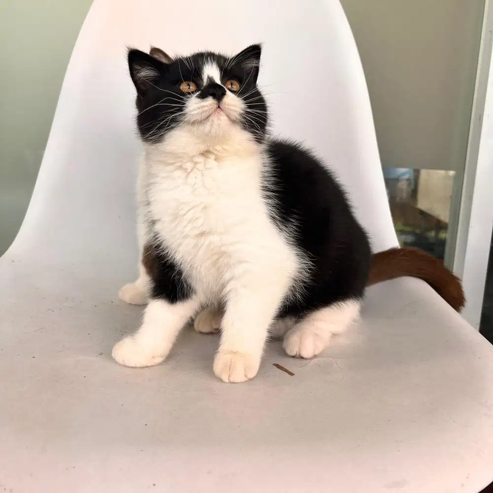 Bsh british shorthair bico white black tuxedo male jantan kitten anak
