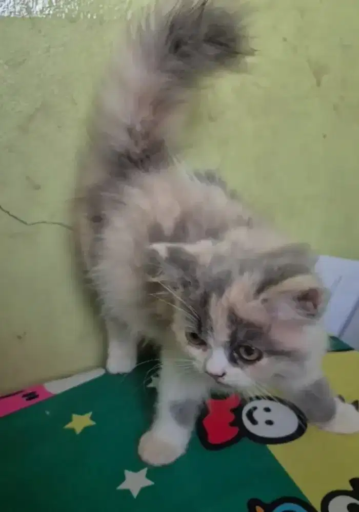 Kitten Kucing Munchkin