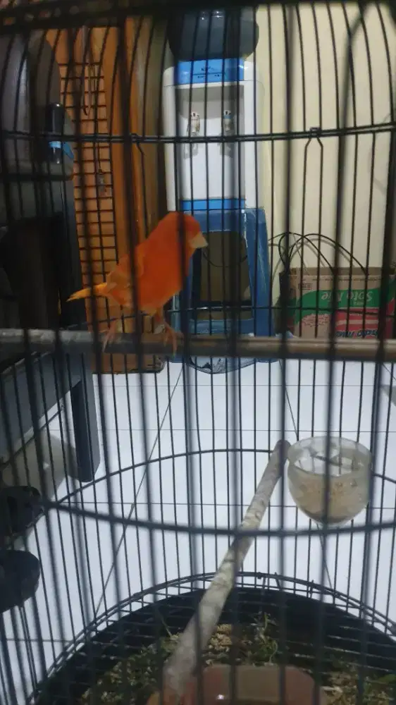 Kenari merlok/vektor sepasang