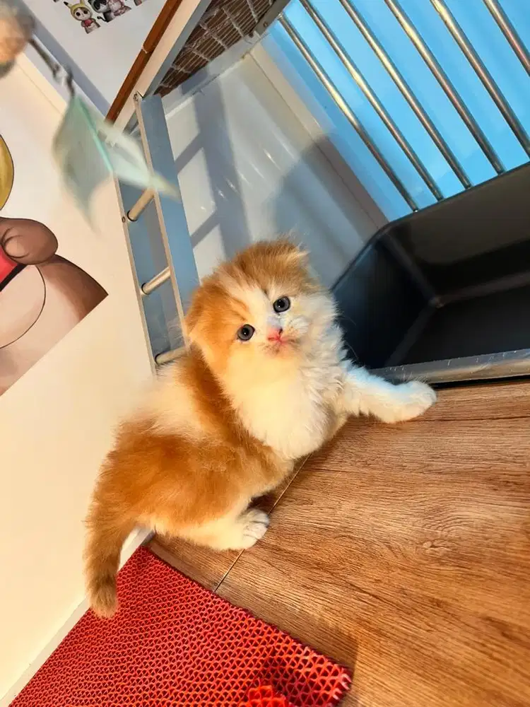 kitten scottish fold jantan