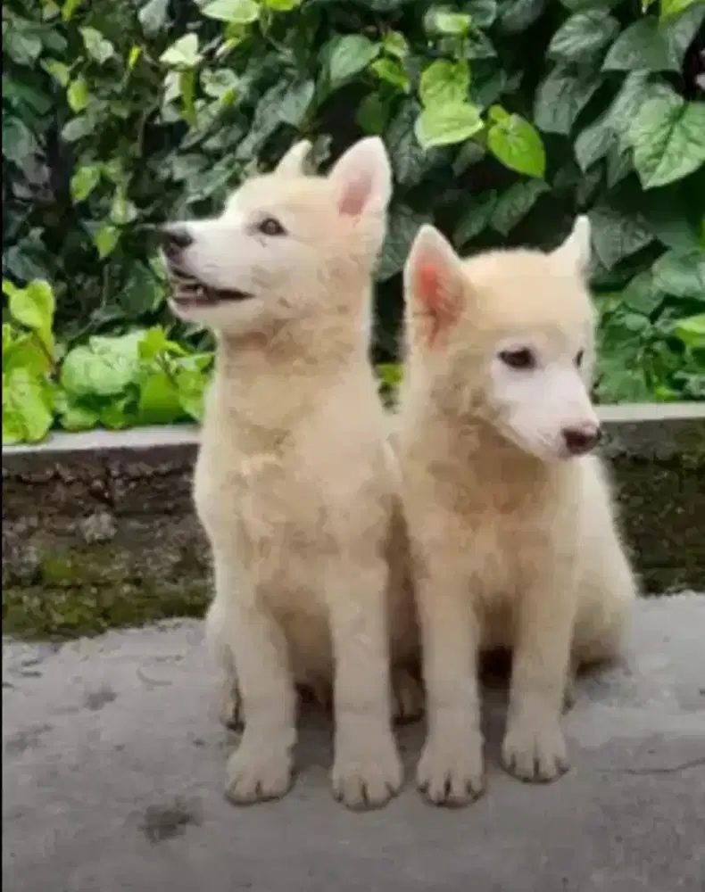 Anjing Siberian Husky
