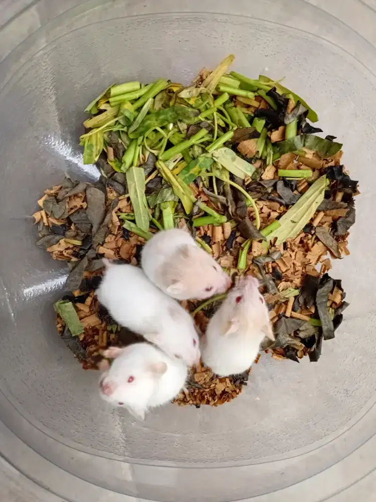 Jual Hamster harga mulai 15ribu