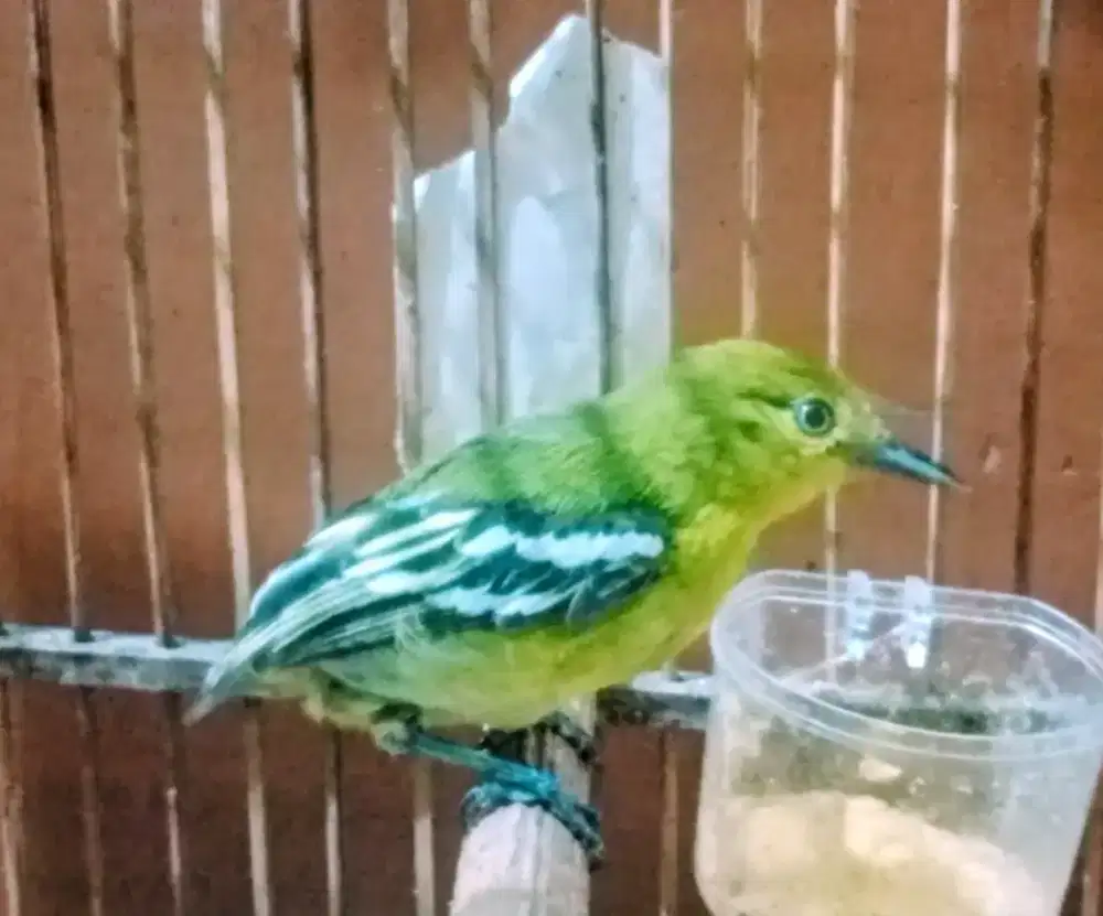 Burung Cipo jantannn