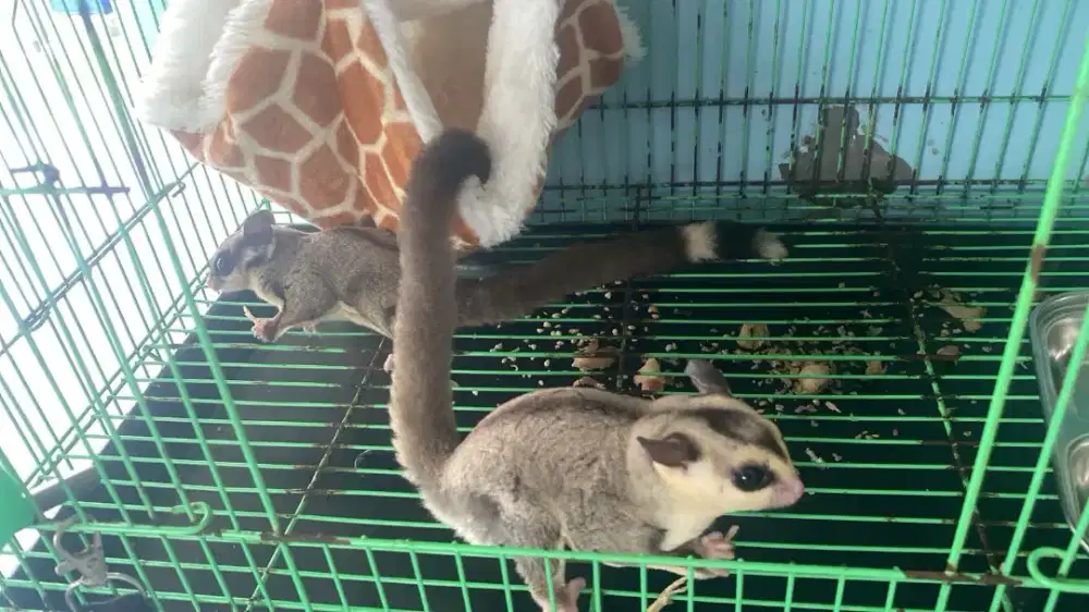 Adopt sugar glider sepasang