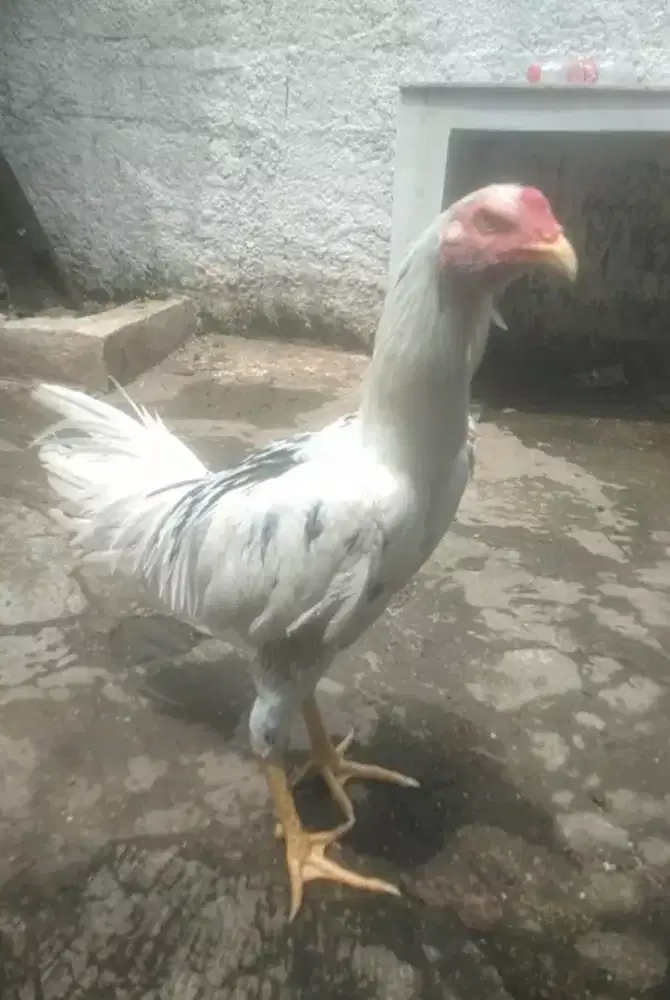 Ayam Bangkok classic ×pakoy