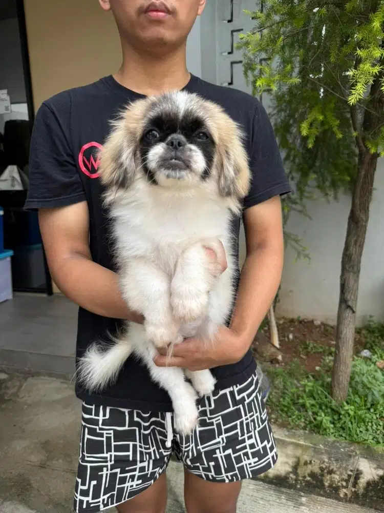 Pekingese party color