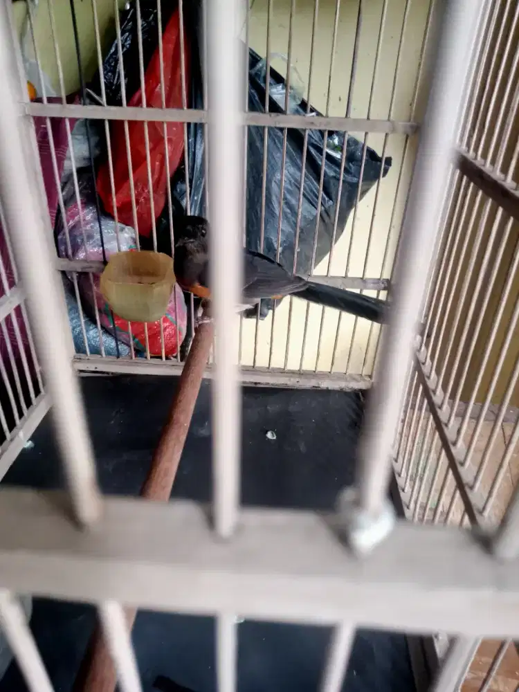 muray (MB) Medan 2 ekor siap ternak bodi gede klawu