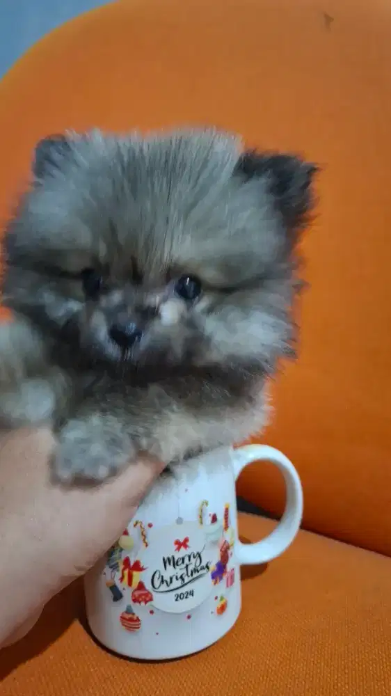 Anakan Jantan Supermini Pomeranian Murah