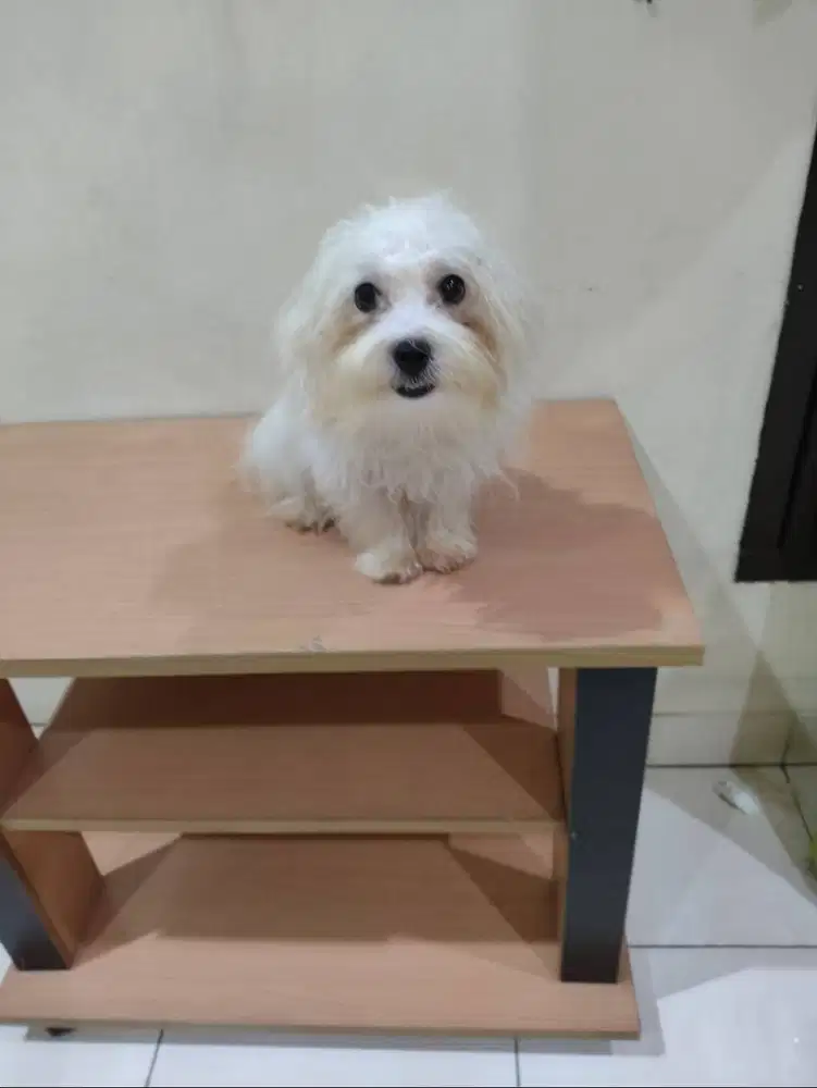 Jual Anakan Anjing Maltese Jantan
