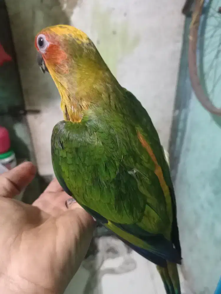 Burung sun conure dan falk australia
