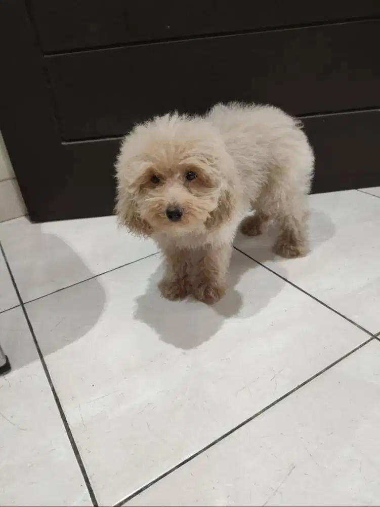 Jual Anakan Poodle Jantan Coklat