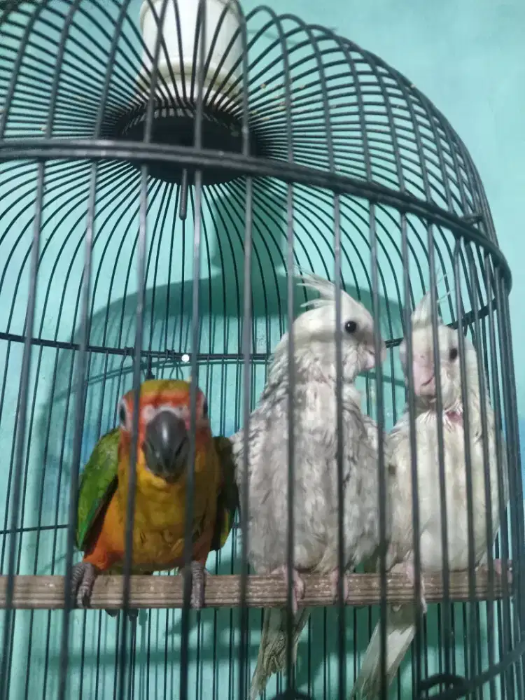 Parkit australia sepasang