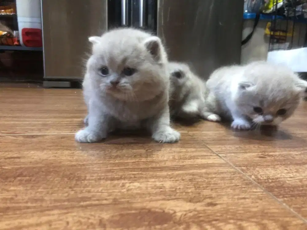 British short hair BSH