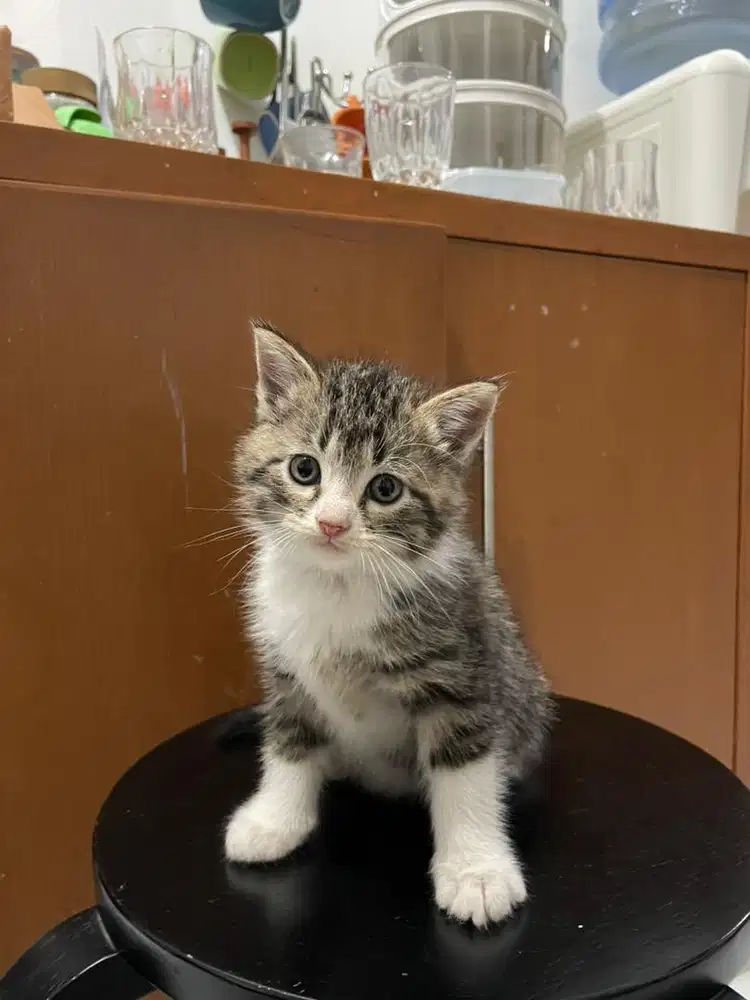 Anak kucing scottish campuran