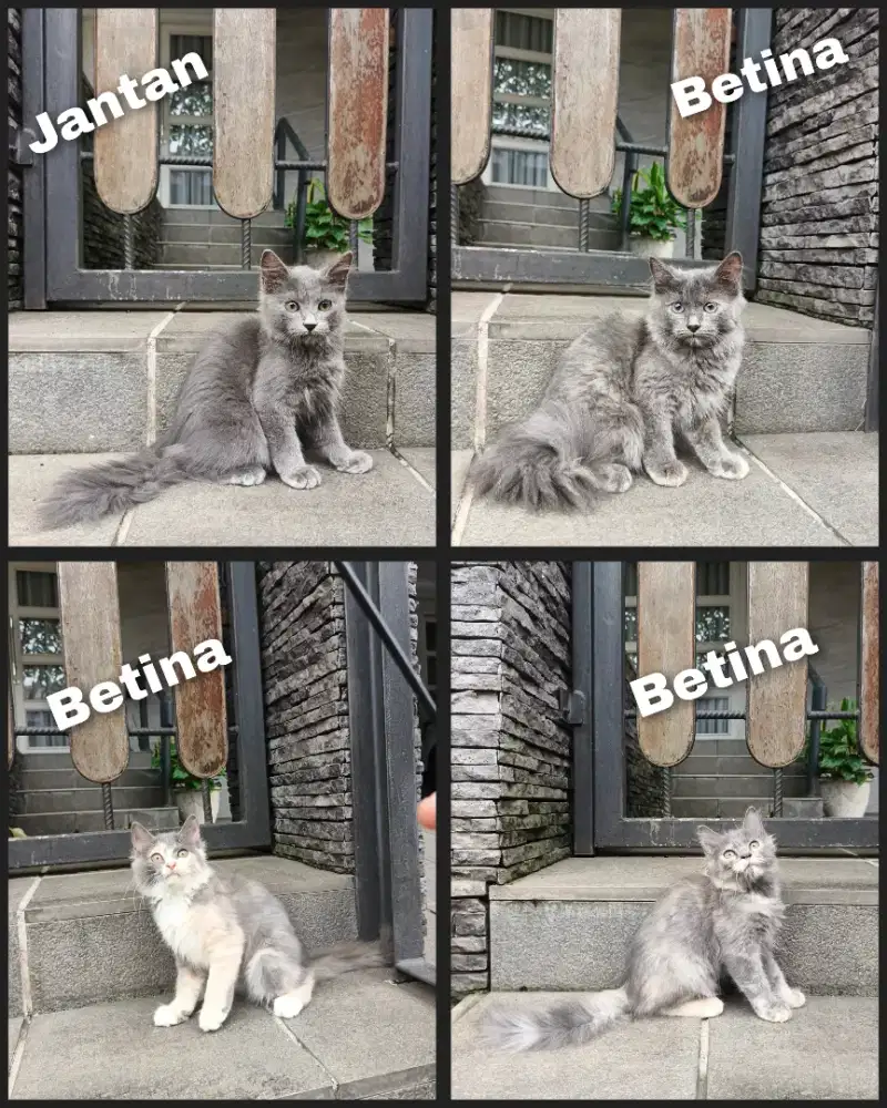 Kitten persia longhair. Warna abu solid dan calico delute