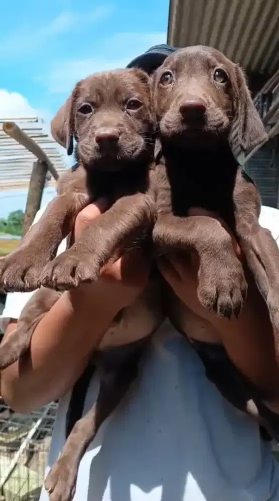 Labrador Jantan & Betina