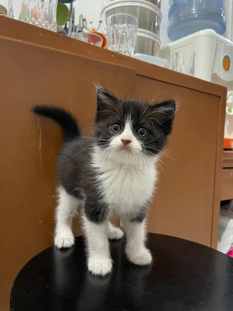 Anak kucing campuran